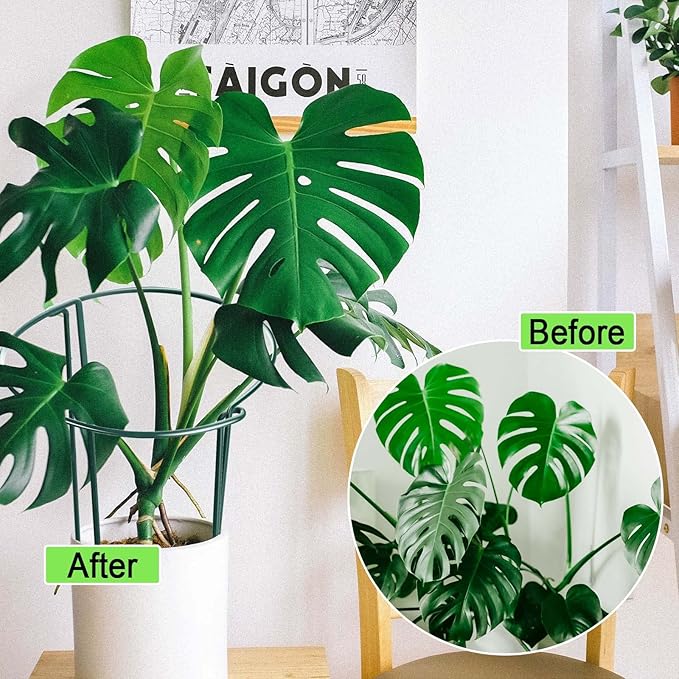 HiGift 12 Pack Plant Stakes for Indoor Plants, Metal Garden Peony Support Cages - Image 5
