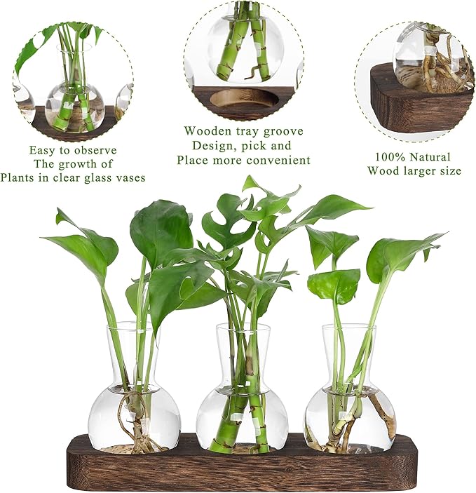 YIBOT Propagation Stations, Plant Propagation Vase, Desk Plant Terrarium - Image 2
