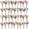 10/12/24/36 Pack Mini Dried Flowers by Unknown