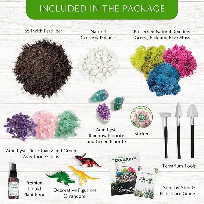– DIY Large Terrarium Starter Kit - Image 2