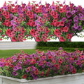 Artificial Flowers for Outdoors 12 Bundles, UV Resistant Colorful Fake Silk by LUOAIYI