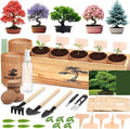 5 Pack Bonsai Tree Kit by BuggyBeds
