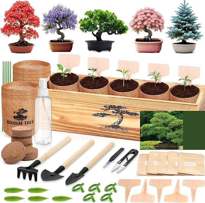 5 Pack Bonsai Tree Kit by BuggyBeds