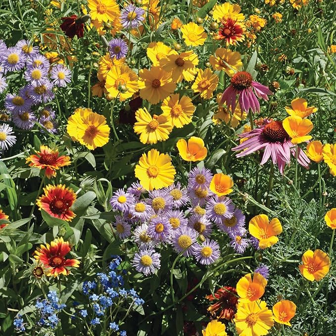 Make Your Heart Flutter 25 Bird and Butterfly Wildflower Seed Packets - Image 9