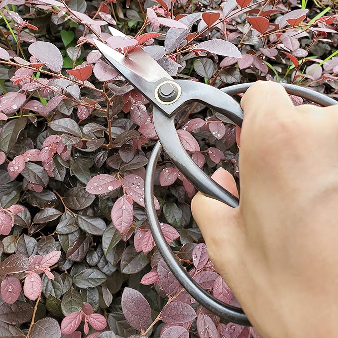 gonicc Professional 7.3" Bonsai Scissors, - Image 6