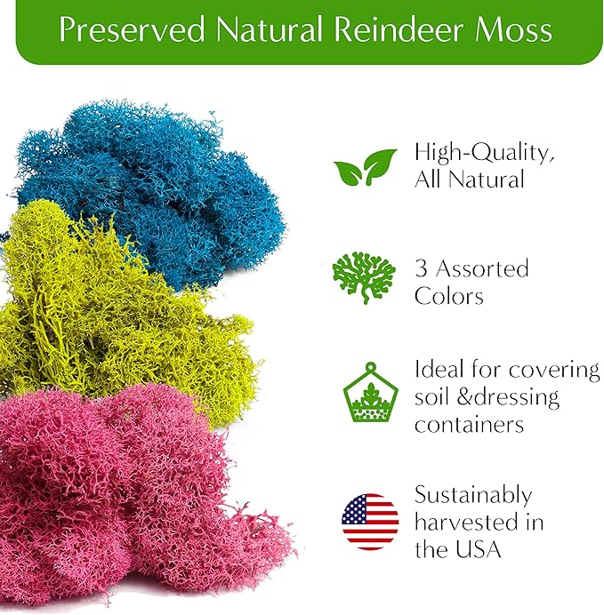 – Premium Small DIY Terrarium Kit - Image 3
