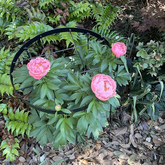 Large Peony Cages and Supports 18.9"x23.6" - Image 2
